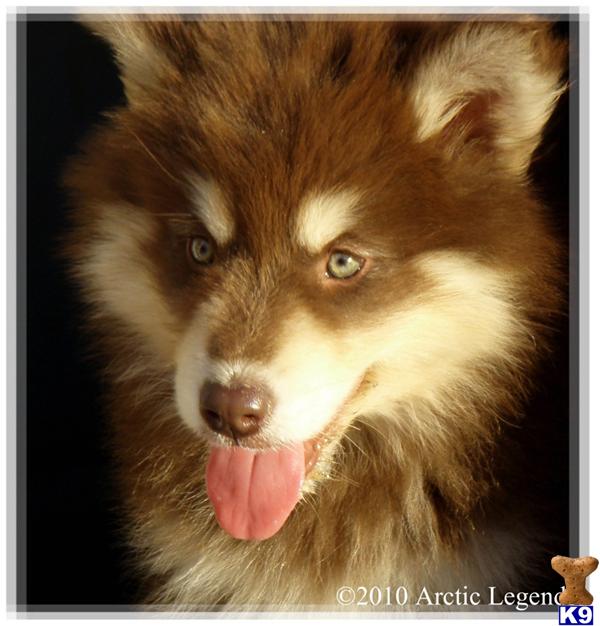 Alaskan Malamute Puppies